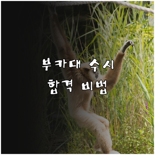 부산가톨릭대학교 수시 합격, 이것만 알면 된다: 핵심 정보 완벽 정리