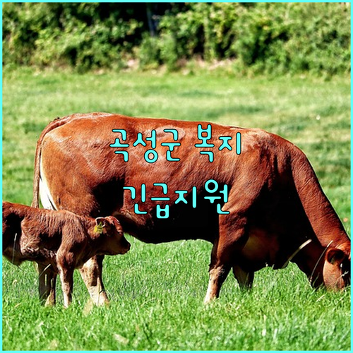 곡성군 우리동네 복지기동대 2025: 긴급 지원 신청 방법, 대상 안내