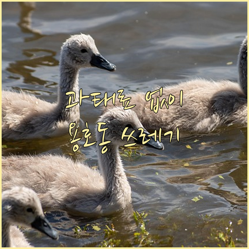 과태료 없이 용호동 쓰레기 배출 시간과 요일 지키기