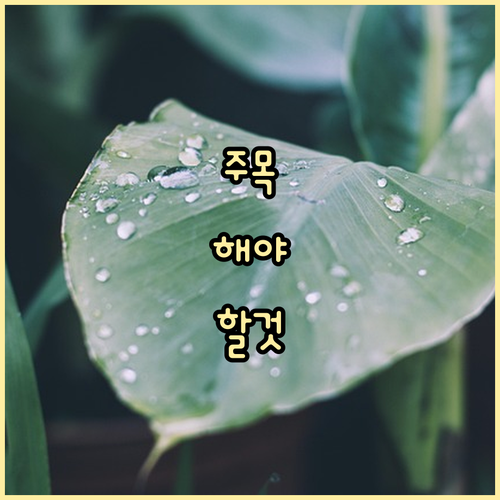 ESTA 거절 원인 분석, 재신청 대신 비자 신청 성공 전략