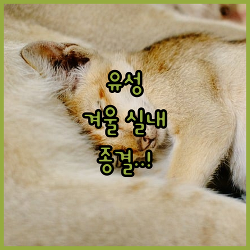 대전 유성구 실내 데이트 및 겨울철 힐링 명소 추천 목록