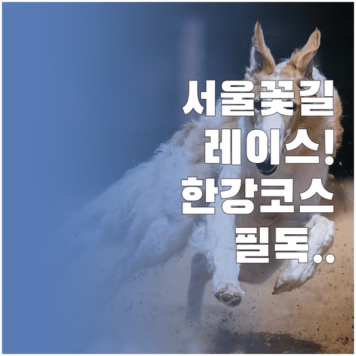 서울 봄꽃 레이스 일정 및 한강변 러닝 코스 구간 안내