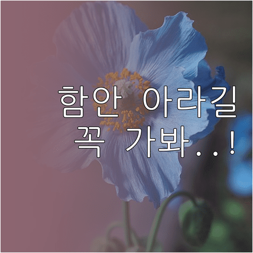 3월 함안 봄나들이 코스 추천 아라길 무진정 여행 정보