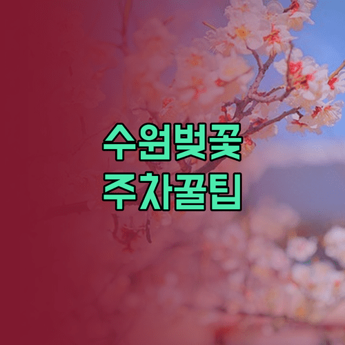 수원 장안구 벚꽃 개화 예상일 및 만개 시기 주차 정보