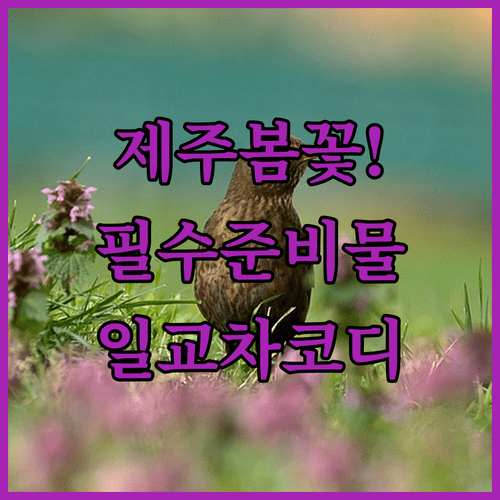 2026 제주 봄꽃 여행 준비물과 일교차 대비 옷차림 정보