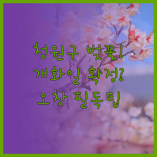 청원구 벚꽃 개화 예상일과 오창 호수공원 방문 팁