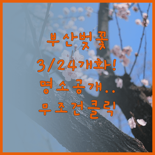 부산 벚꽃 개화일 3월 24일 예상 | 주요 명소와 방문 팁