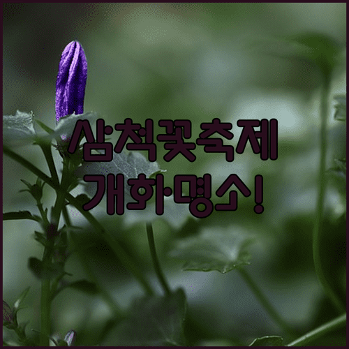 삼척 맹방 유채꽃 벚꽃 축제 개화 예상일과 주요 명소