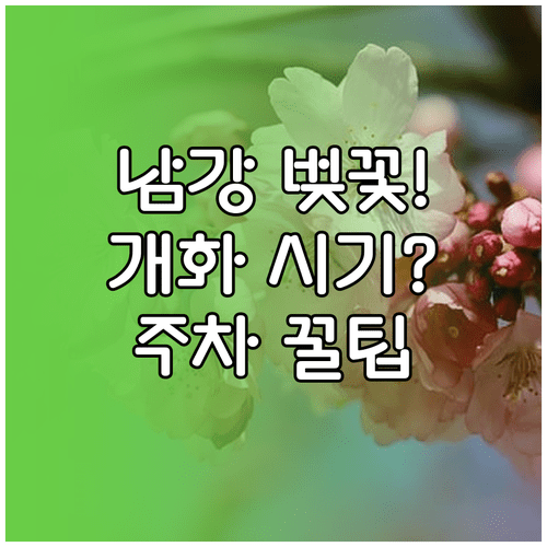 진주 남강 벚꽃 개화 시기 및 대중교통 주차 꿀팁