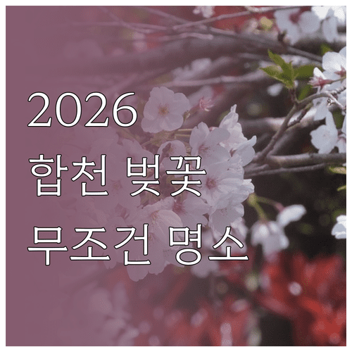 합천 벚꽃 개화 시기 2026 축제 일정 명소 주차 팁