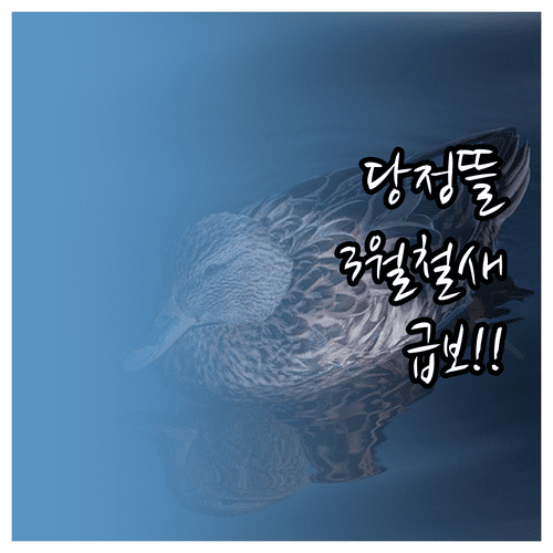 하남 당정뜰 산책로 걷기 코스와 3월 철새 관찰 시기 안내