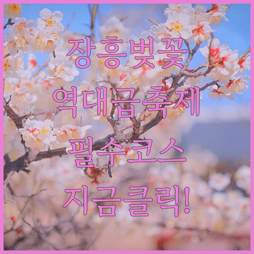 전남 장흥 벚꽃 여행 필수 정보 및 축제 하이라이트