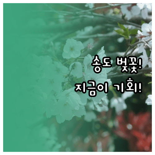 인천 연수구 벚꽃 개화 예상일 및 송도 센트럴파크 명소 추천