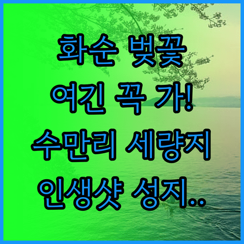 전남 화순 벚꽃 명소 베스트 3 수만리 동구리 호수공원 세량지