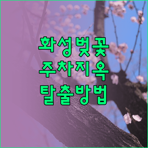 화성시 벚꽃 명소 베스트 3 추천 및 주차 정보