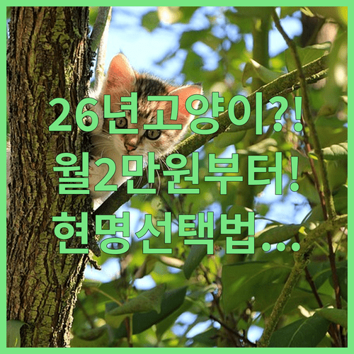 2026년 고양이 보험료 월 2만원부터 | 현명하게 고르는 법