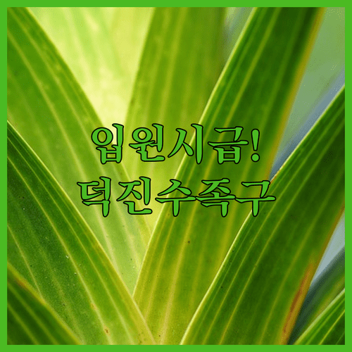 수족구 입원 치료가 필요할 때 전주 덕진구 인근 병원