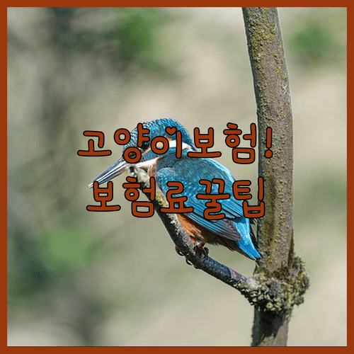 고양이 보험 필요 이유와 보험료 절약 팁