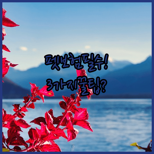 반려동물 펫보험, 가입 전에 꼭 알아야 할 3가지