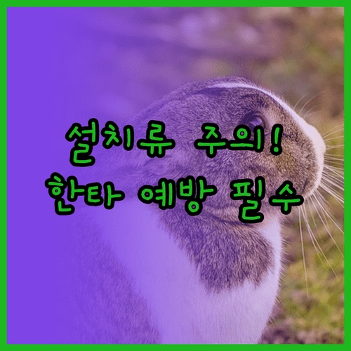 설치류 배설물로 인한 한타바이러스 감염 예방과 대처 요령